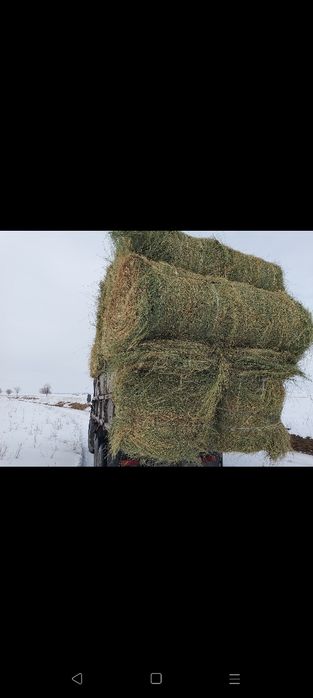 Сено жоношка урлон жоношка сатамын жоношка урлон сатамын жоношка люцер