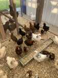 Pui  araucana potirnichiu