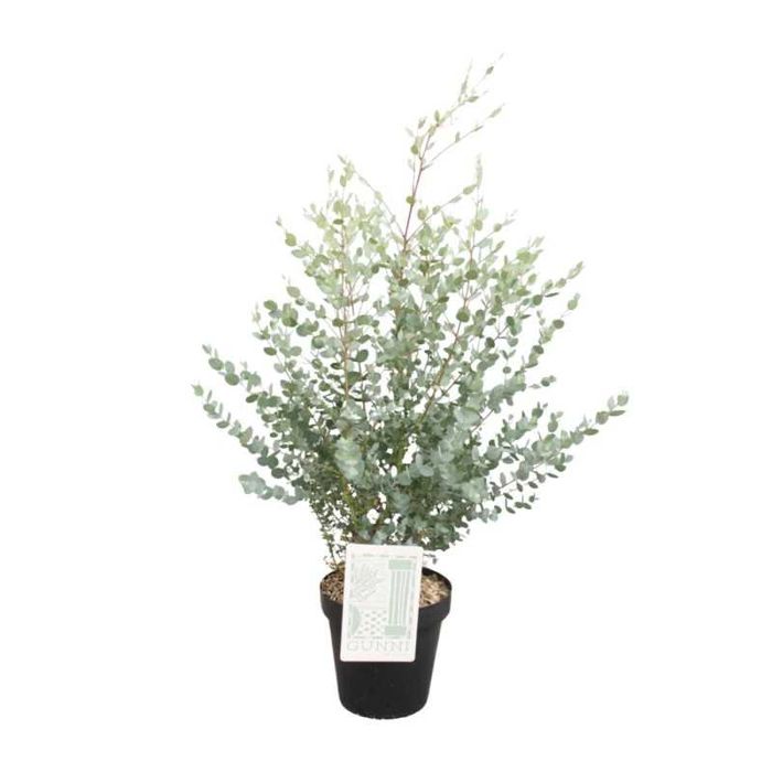 Eucalyptus Gunni Baby Blue