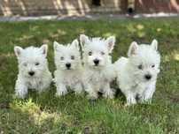 Уести / West Highland Terrier