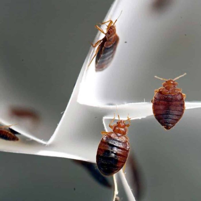 Клопы, термиты, тараканы, муравьи, блохи