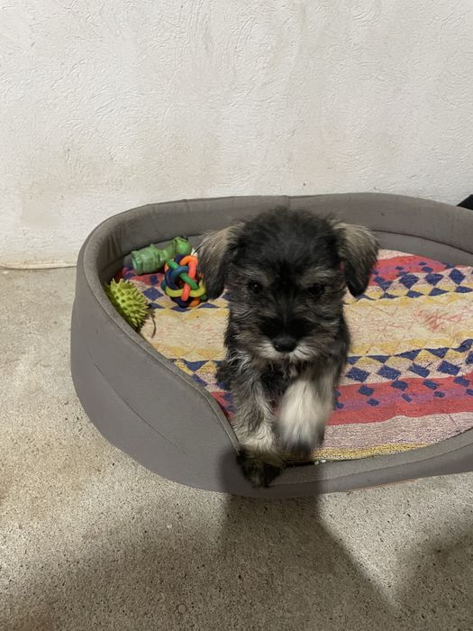 Schnauzer Pitic Sare & Piper