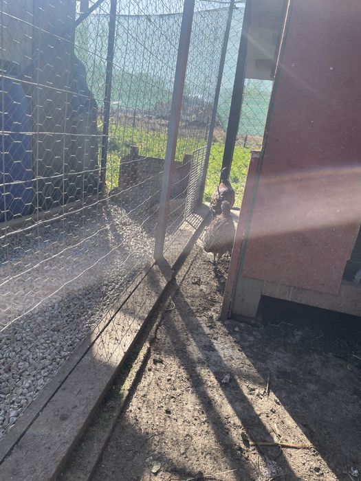 Fazani comuni anul 2025