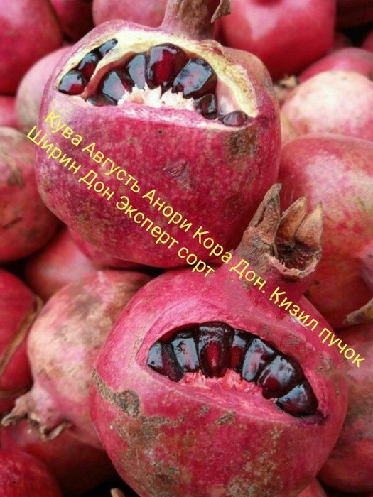 Anor ko'chatlari [Саженец граната]