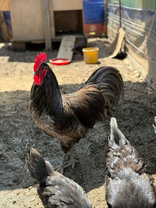 Cocoș Australorp albastru