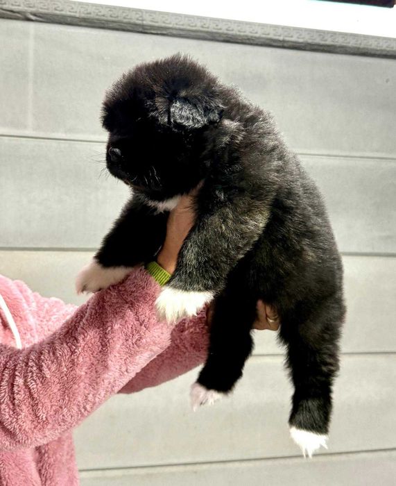 Pui Akita American Long Coat cu Pedigree