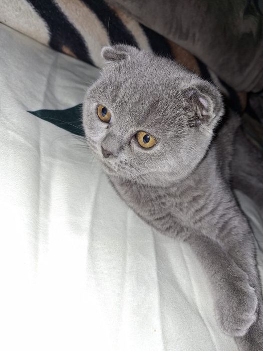 British Shorthair Blue