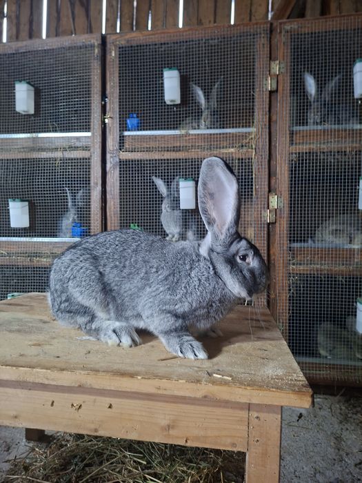 Doi masculi uriaș german chinchila si gri