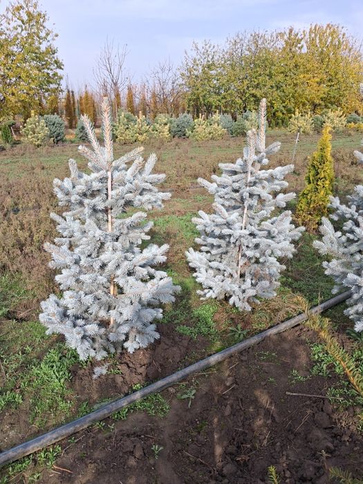 Vând plante ornametale