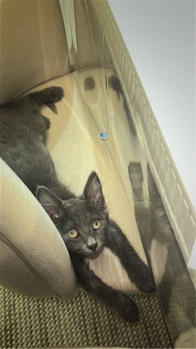 Домашний котёнок Дымок, мальчик 2–3 месяца