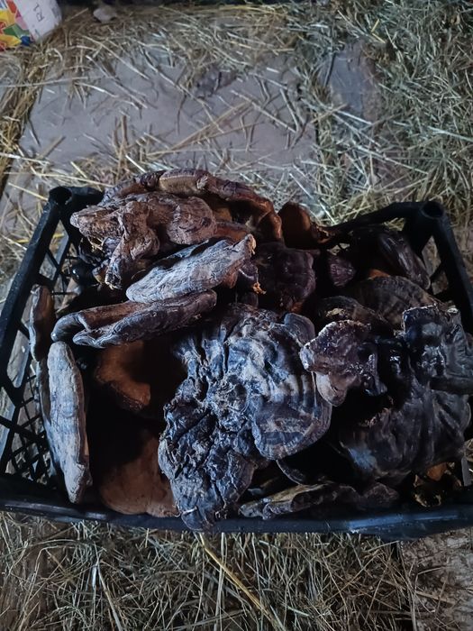 Ganoderma lucidum și aplanatum uscata