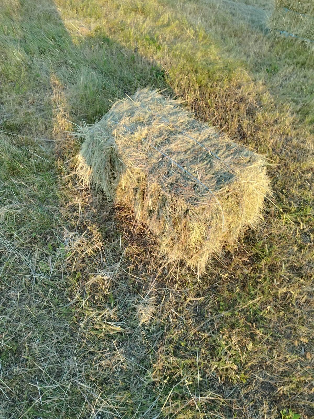 Vând baloți de fân