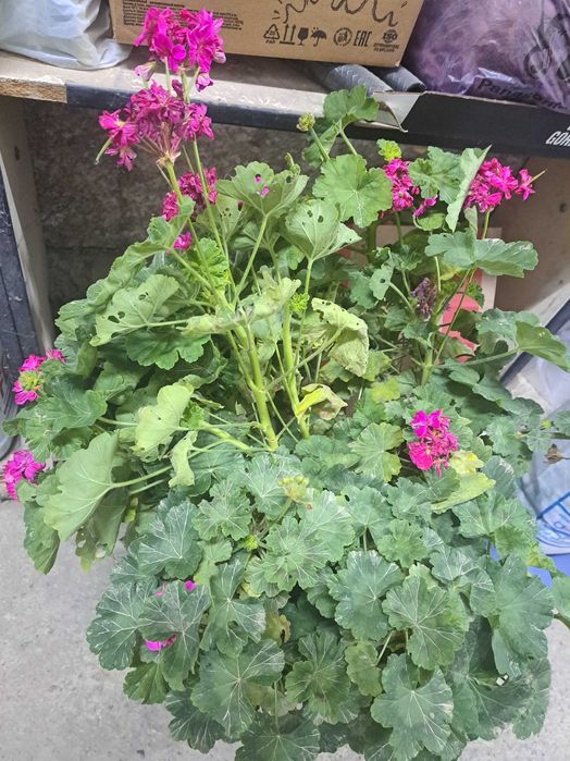 Комнатные цветы герань