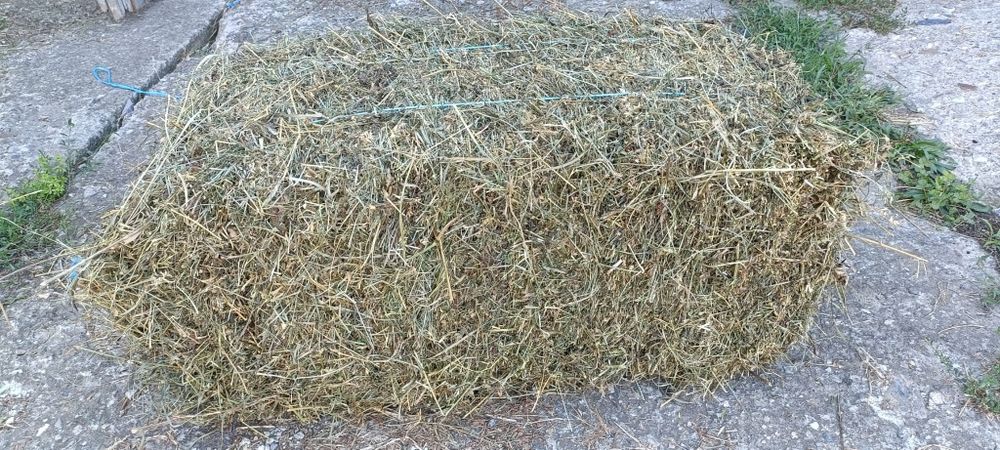 Vând baloți de lucernă