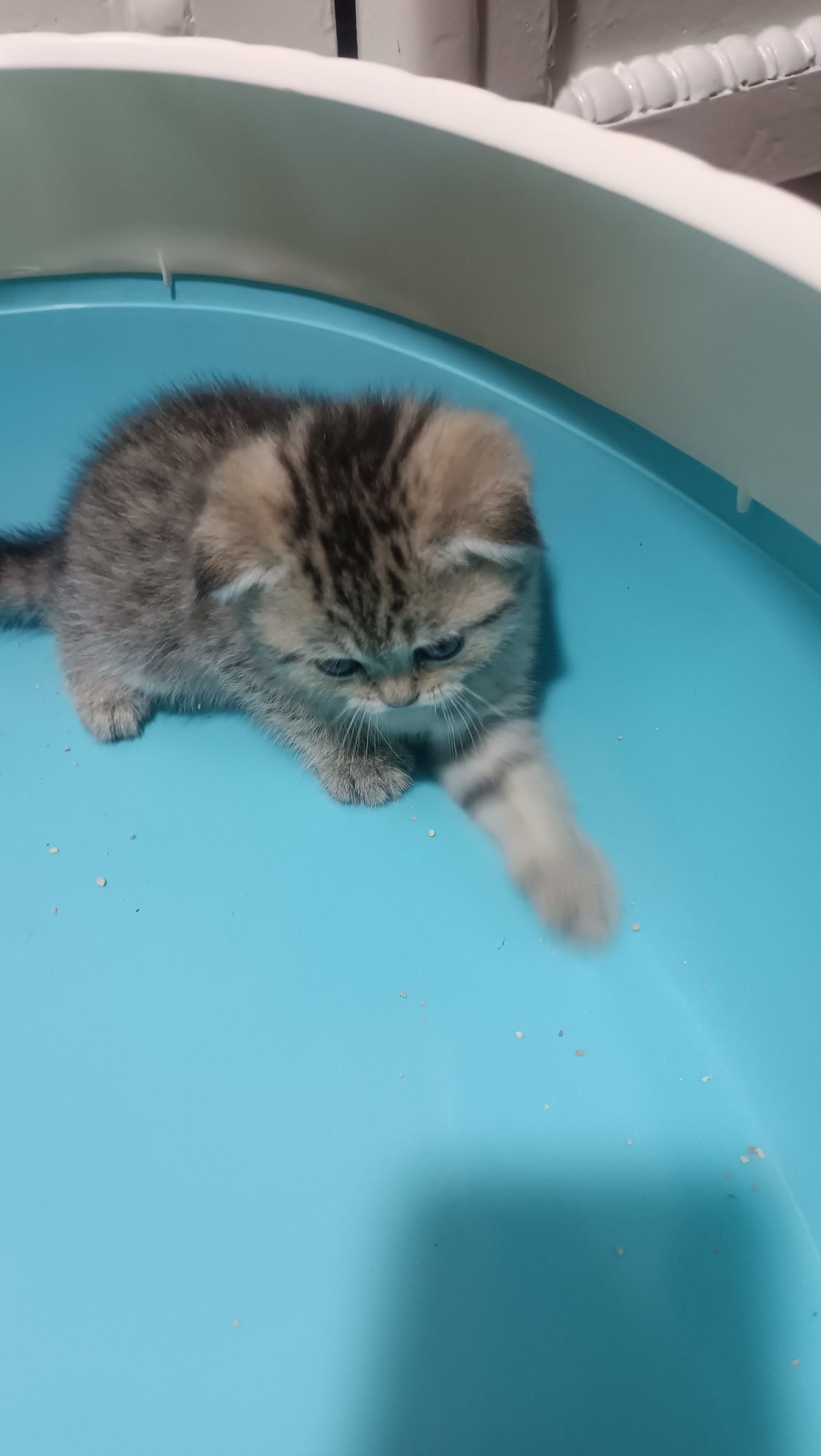 Scottish fold shinshilla