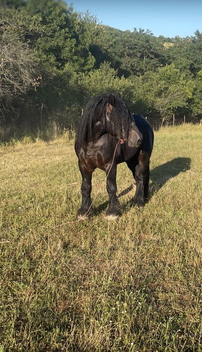 Armasar negru cuminte