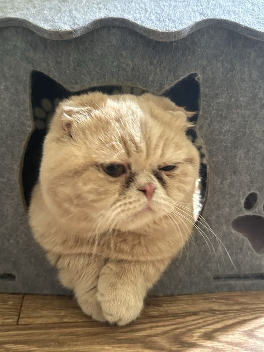 Продается Домашний Кот