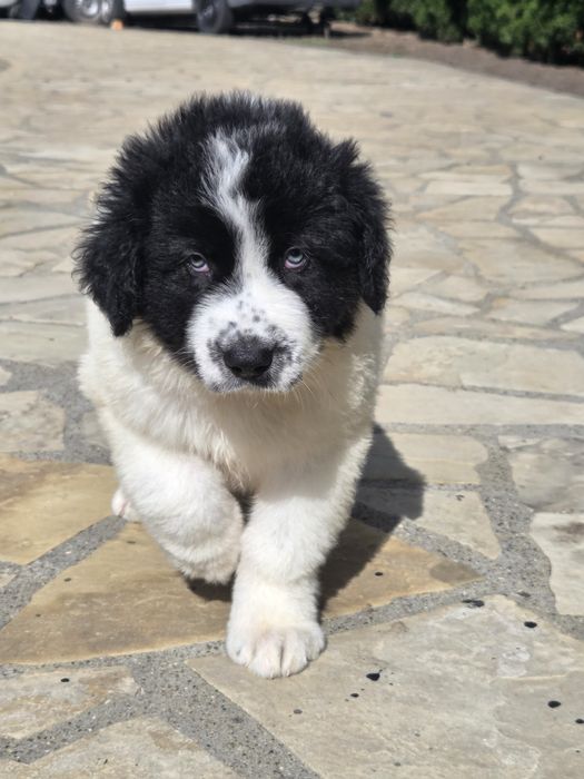 Ciobanesc De Bucovina Doar Femele Calitate Maximă