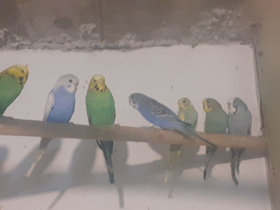 Crescator vand perusi diverse varietati pui și maturi reproducatori.