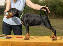 Puiut Doberman cauta casuta