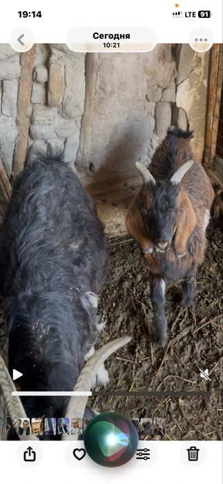 Она Бола Эчкилар сотилади