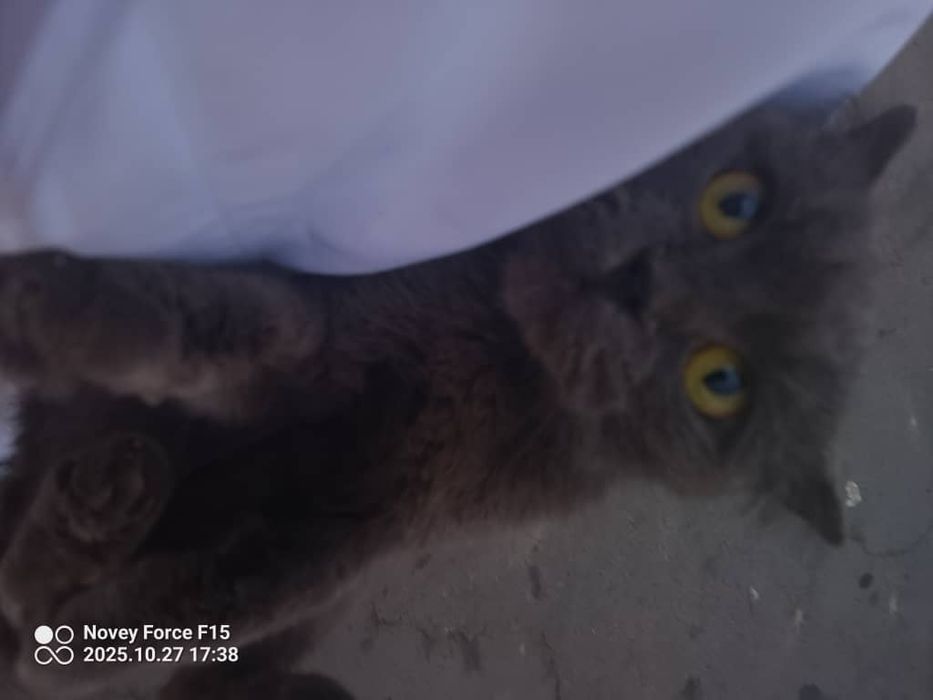 Mushuk British Shorthair