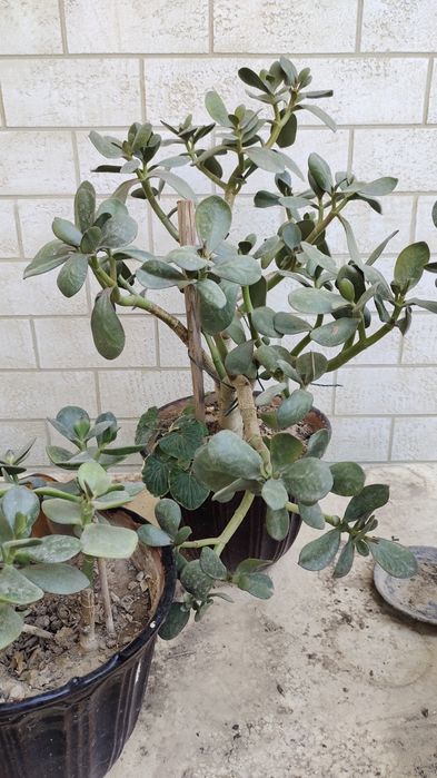 Продается денежное дерево