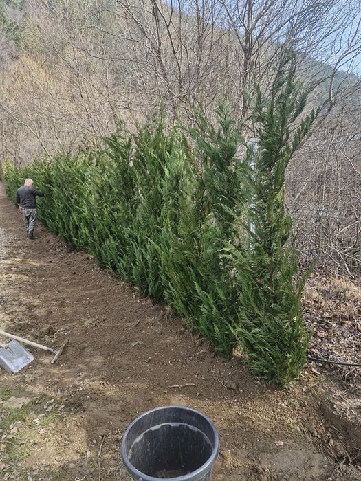 Tuia leylandii super oferta gazon rulou sport rustic