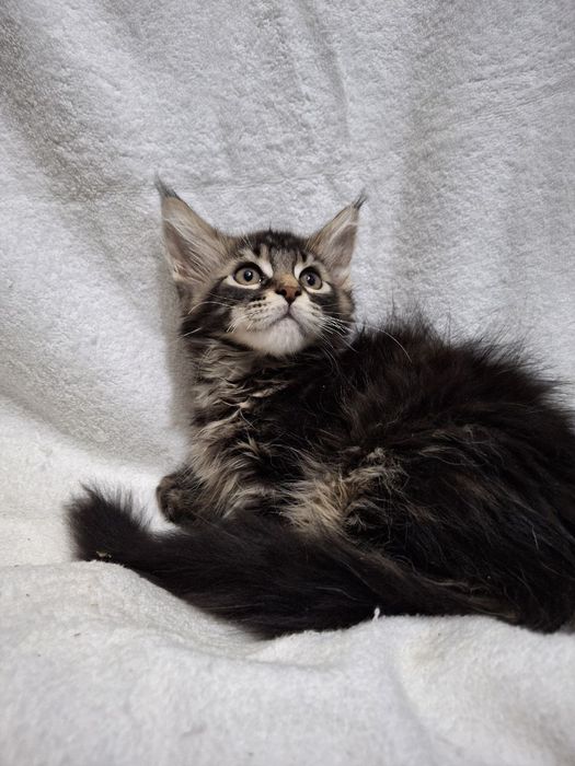 Девочка Мейн Кун