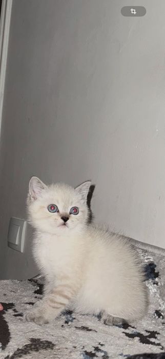 Котенок британская шиншилла серебристая