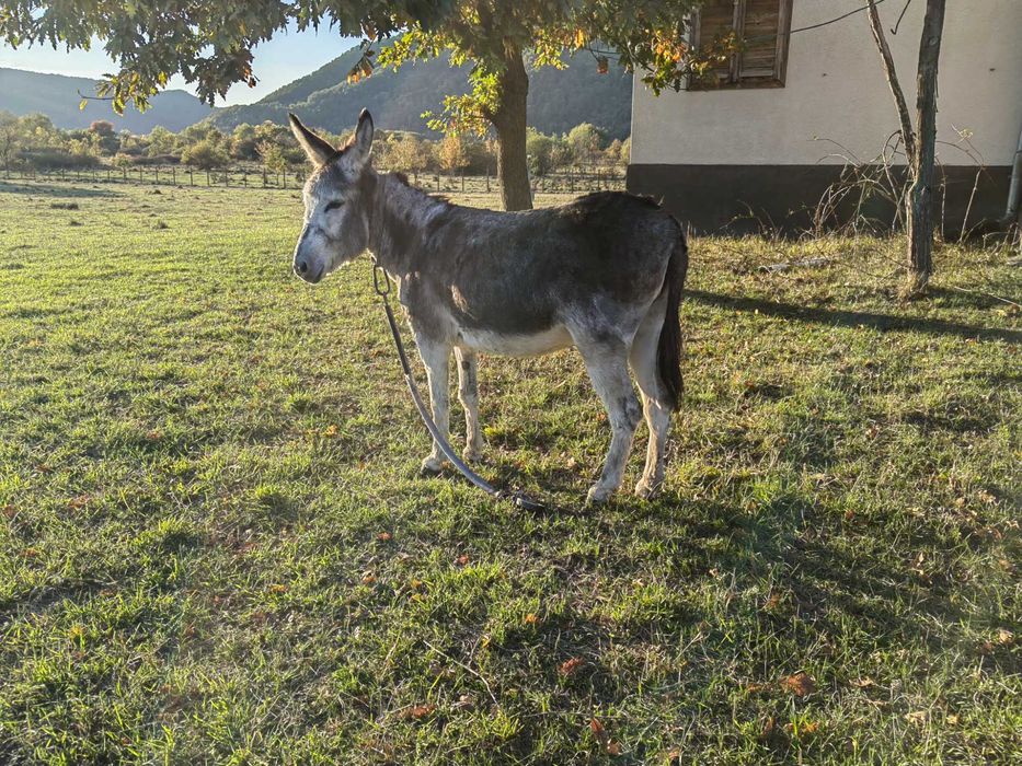 Vând măgăriță tânără mai multe detalii la numărul de telefon