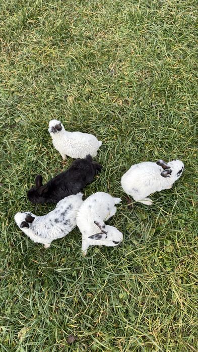 Vand pui de iepure rasa pura rex