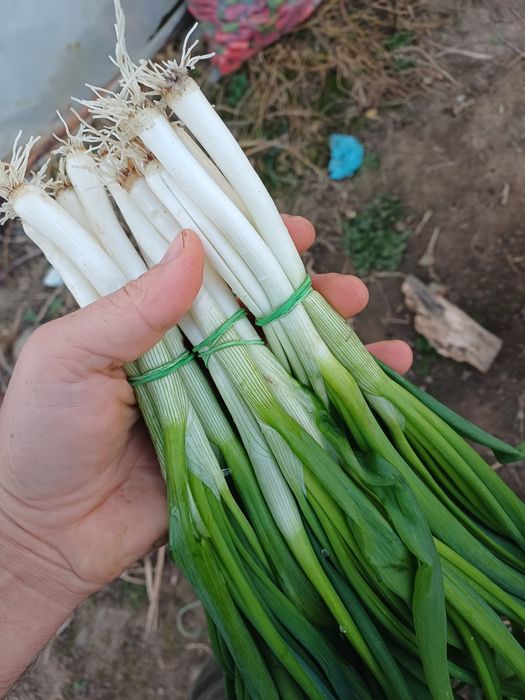 Ceapa verde              .