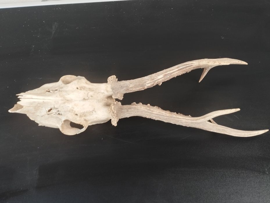 Трофей от сръндак