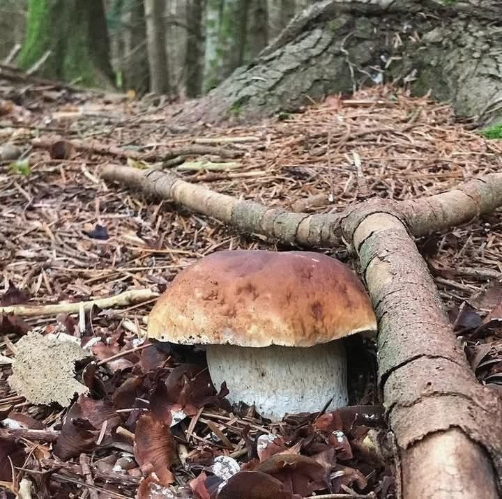 Прясна и суха борова манатарка, пачи крак