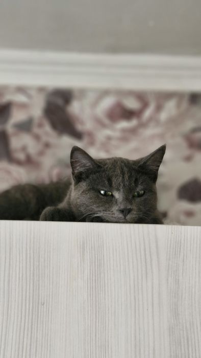 Кот. Примерно 2-3 года.
