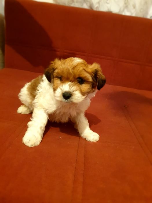 Bichon maltez mini toy alb cu maro