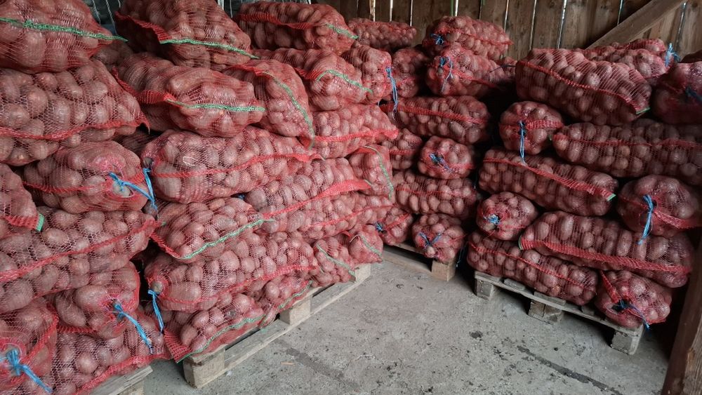 Cartofi consum roșu