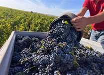 Vand struguri pentru vin