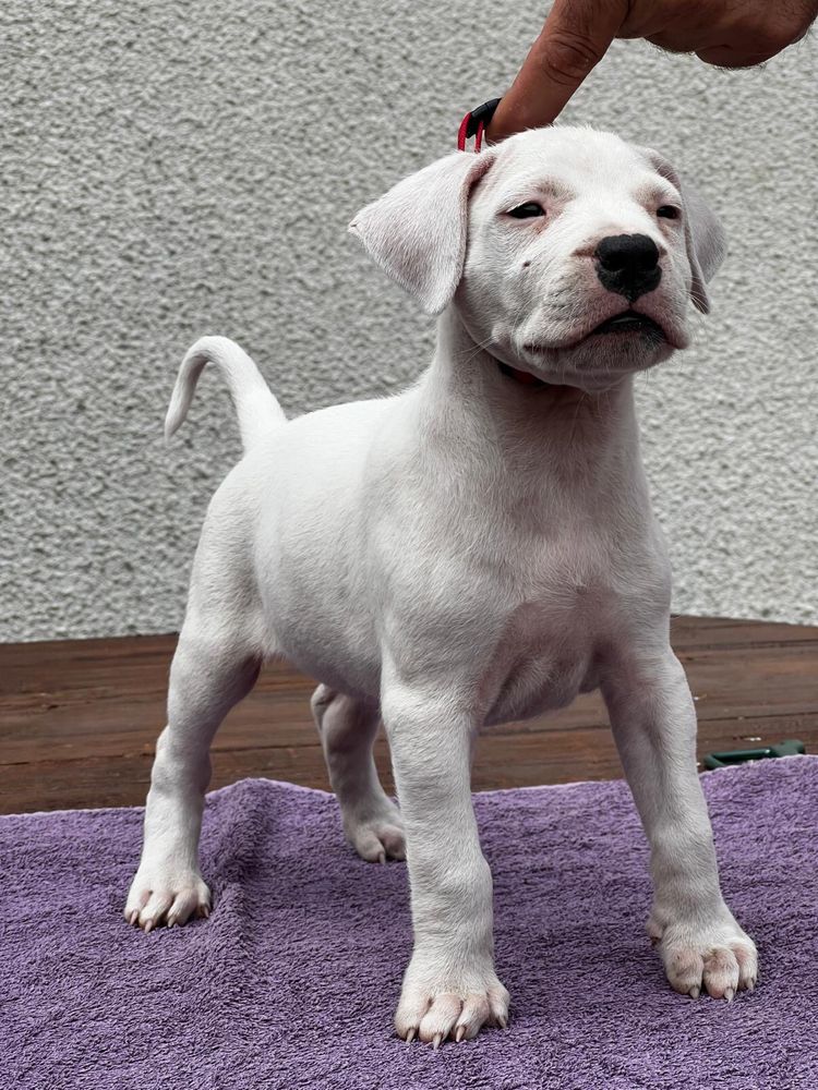 Pui Dog argentinian