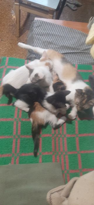 Отдам котят маленьких