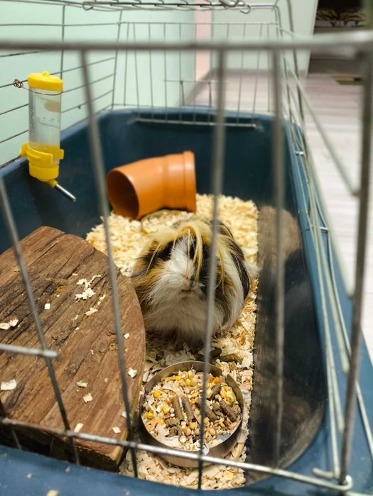 Морско свинче - мъжко