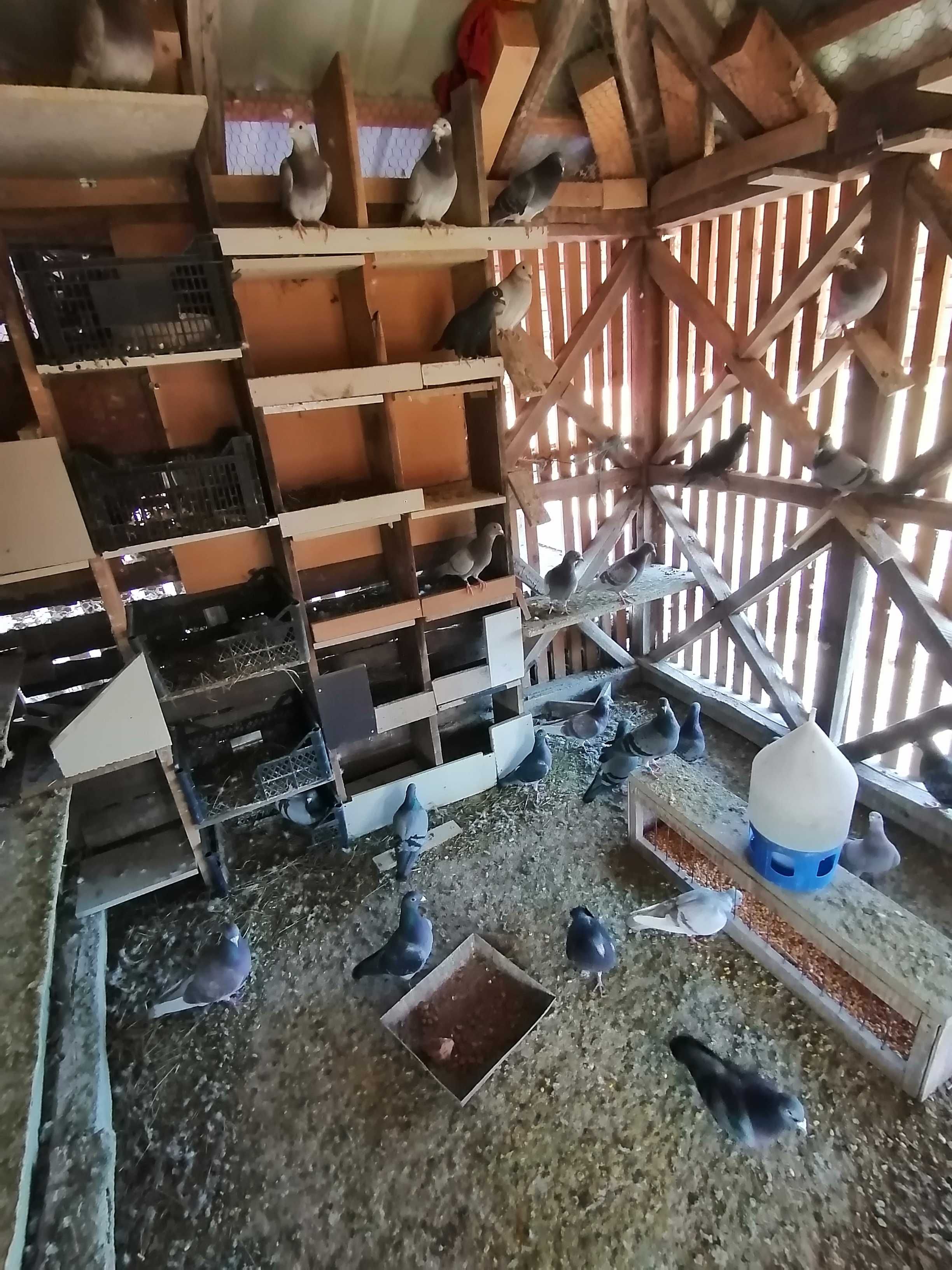 Vând porumbei maturi și pui neieșiți la zbor