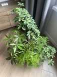 Продам Растение  ( пахира , драцена , спаржа , папоротник , шефлера)