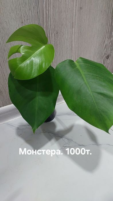 Комнатные растения. Не прихотливые.