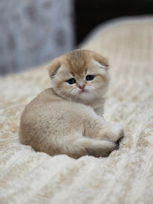 Наши булочки подросли и готовы переехать в новый дом