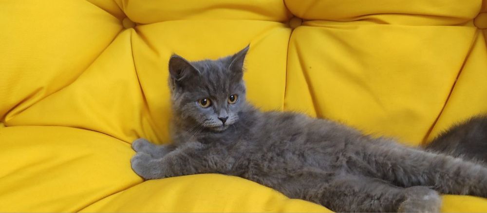 Котята умные фолд и страй мальчики