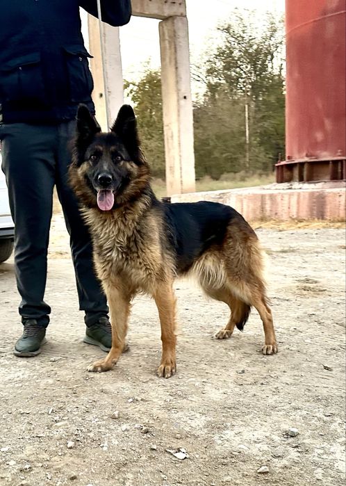 Срочно!! Продается немецкая овчарака, со служебного питомника