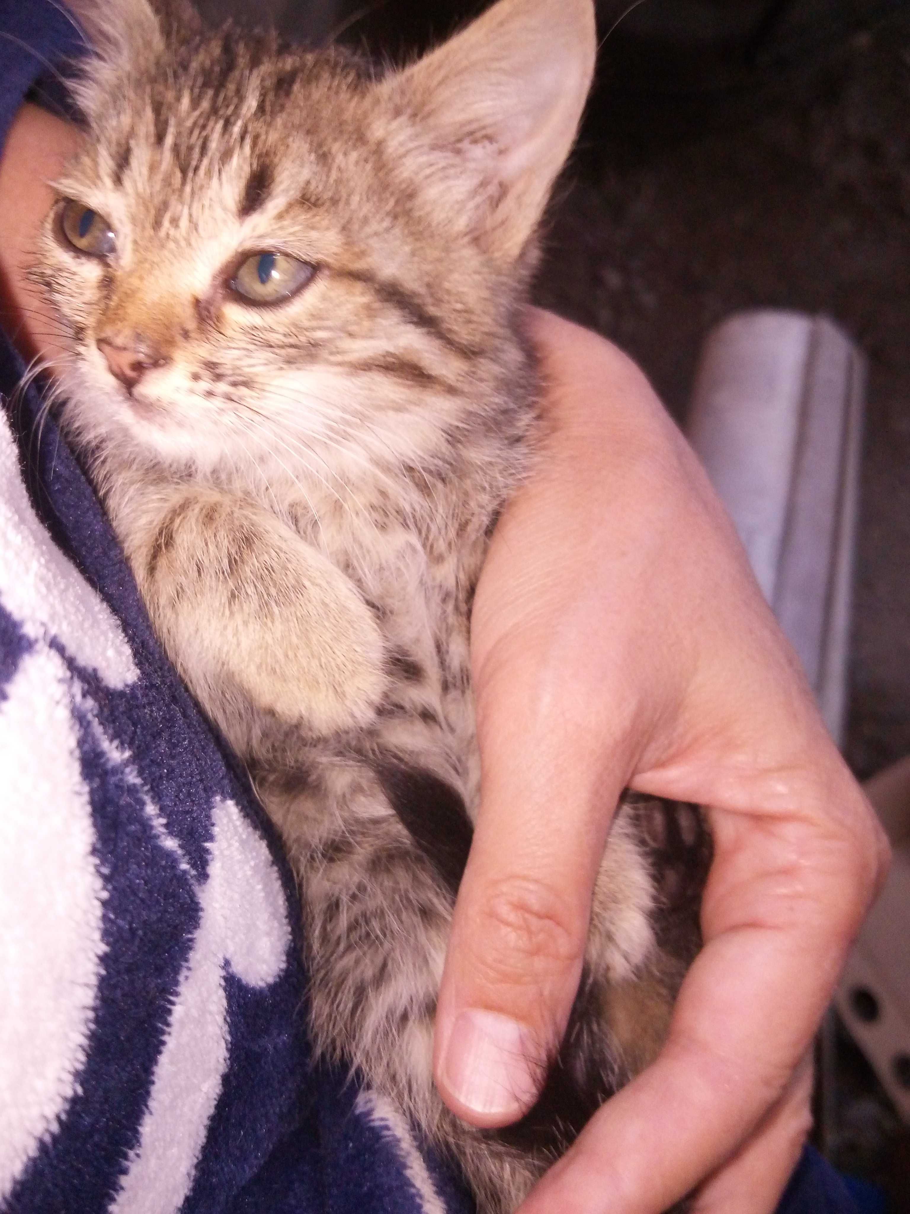 Бесплатно котята