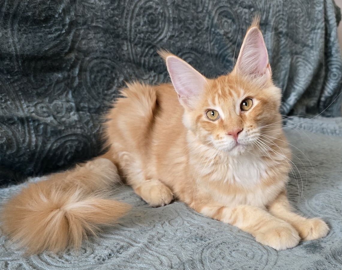 Pisoi Maine Coon cu Pedigree